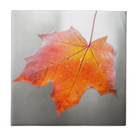 Roter Ahornleaf - Mystischer Herbst