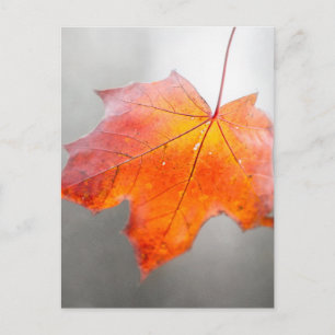 Roter Ahornleaf - Mystischer Herbst Postkarte