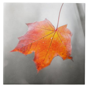 Roter Ahornleaf - Velvet Herbst Fliese