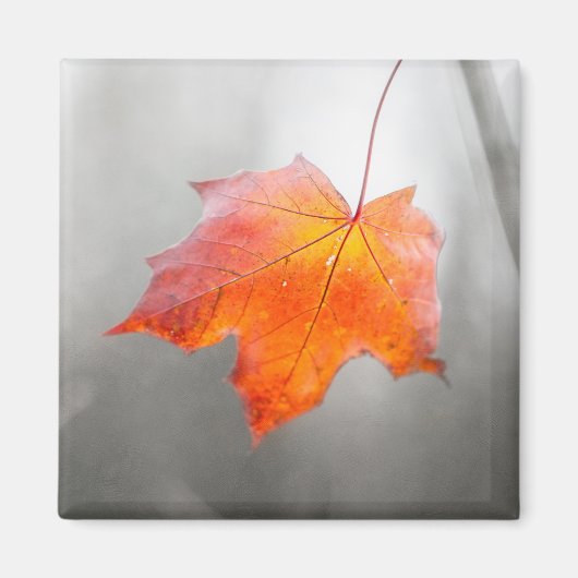 Roter Ahornleaf - Velvet Herbst Magnet (Vorne)