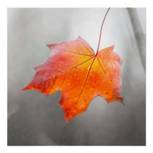 Roter Ahornleaf - Velvet Herbst Poster