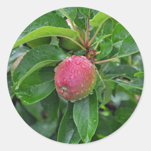 Roter Apfel auf Baum Runder Aufkleber