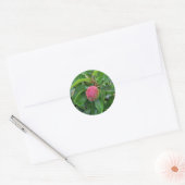 Roter Apfel auf Baum Runder Aufkleber (Umschlag)