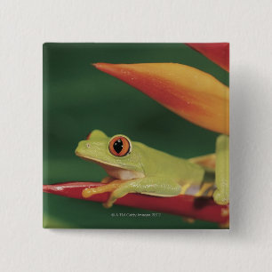 Roter Augenbaumfrosch, der auf Blume sitzt Button