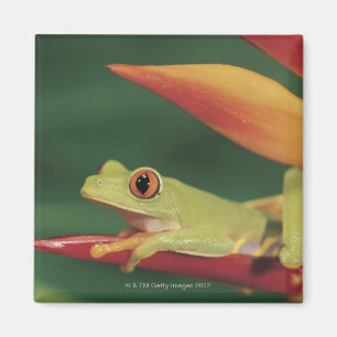 Roter Augenbaumfrosch, der auf Blume sitzt Magnet