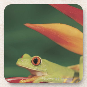 Roter Augenbaumfrosch, der auf Blume sitzt Untersetzer