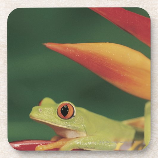 Roter Augenbaumfrosch, der auf Blume sitzt Untersetzer (Vorderseite)