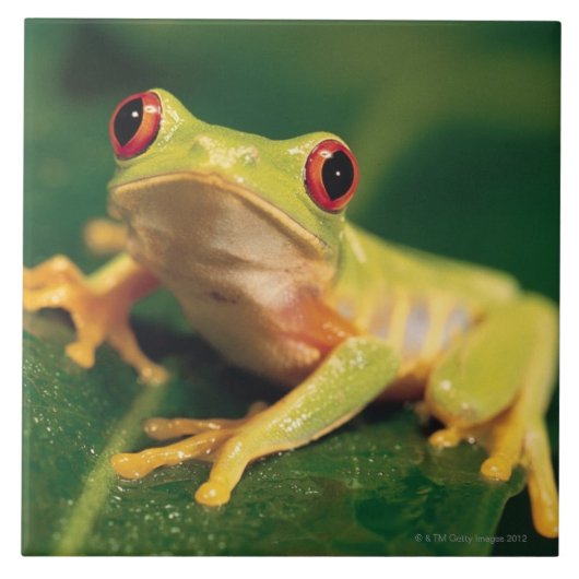 Roter Augenbaumfrosch Fliese (Vorderseite)