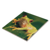 Roter Augenbaumfrosch Fliese (Seite)