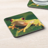 Roter Augenbaumfrosch Getränkeuntersetzer (Linke Seite)