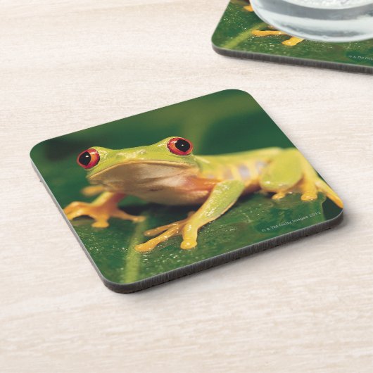 Roter Augenbaumfrosch Getränkeuntersetzer (Linke Seite)