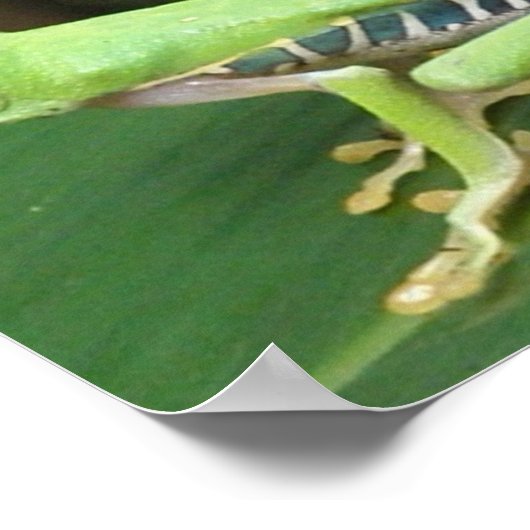 Roter Auggengraumfrosch Poster (Ecke)