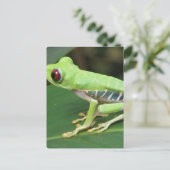 Roter Auggrüner Baum Frosch Postkarte (Stehend Vorderseite)