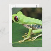 Roter Auggrüner Baum Frosch Postkarte (Vorne/Hinten)