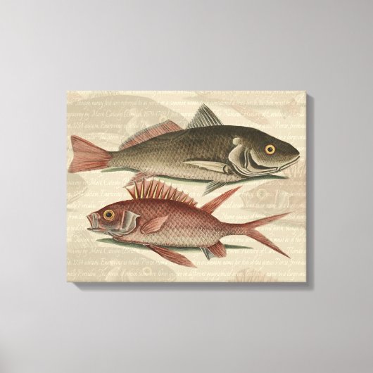 Roter Barsch Fischermann Kunst Leinwanddruck (Vorderseite)