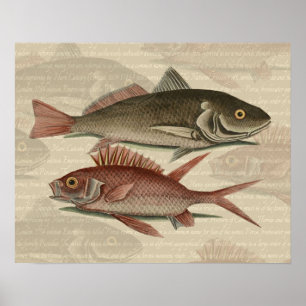 Roter Barsch Fischermann Kunst Poster