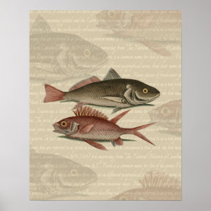 Roter Barsch Fischermann Kunst Poster