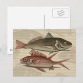 Roter Barsch Fischermann Kunst Postkarte (Vorne/Hinten)