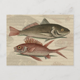 Roter Barsch Fischermann Kunst Postkarte