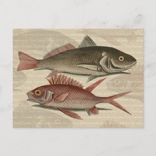 Roter Barsch Fischermann Kunst Postkarte (Vorderseite)