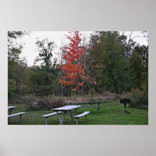 Roter Baum mit Bänken-Poster Poster (Vorne)