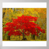 Roter Baum Poster (Vorne)