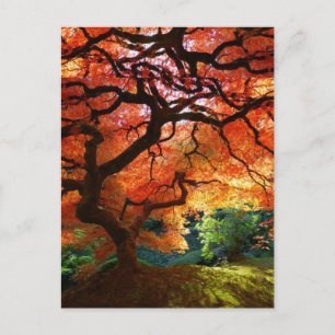 Roter Baum Postkarte