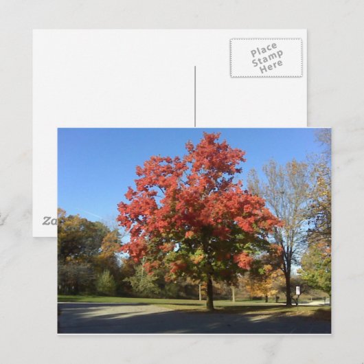 Roter Baum Postkarte (Vorne/Hinten)