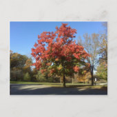 Roter Baum Postkarte (Vorderseite)