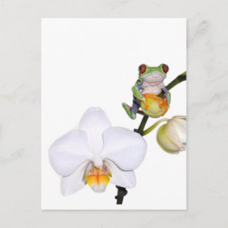 Roter Baumfrosch auf der Orchidee Postkarte