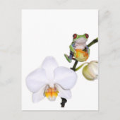 Roter Baumfrosch auf der Orchidee Postkarte (Vorderseite)