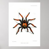 Roter Beintarantula Poster (Vorne)