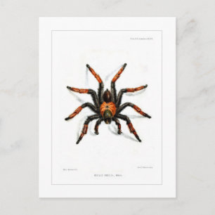 Roter Beintarantula Postkarte