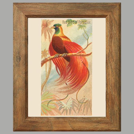Roter Bird of Paradise, Gallery Wall Set von 6, 1/ Poster