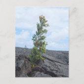 Roter blühender Ohia-Baum Wachsen auf dem Feld von Postkarte (Vorderseite)