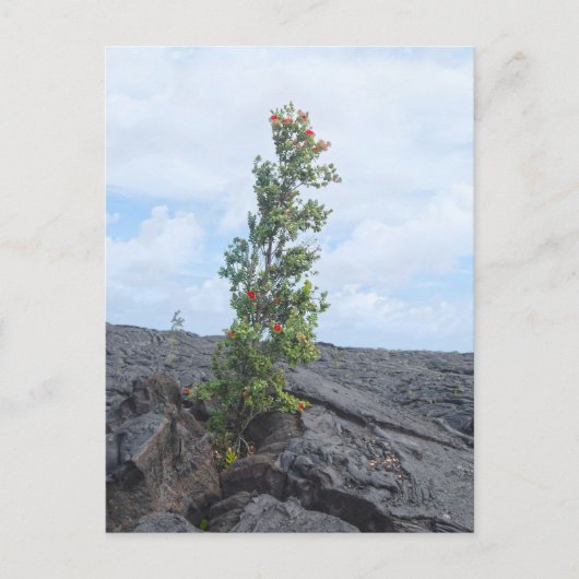 Roter blühender Ohia-Baum Wachsen auf dem Feld von Postkarte (Vorderseite)