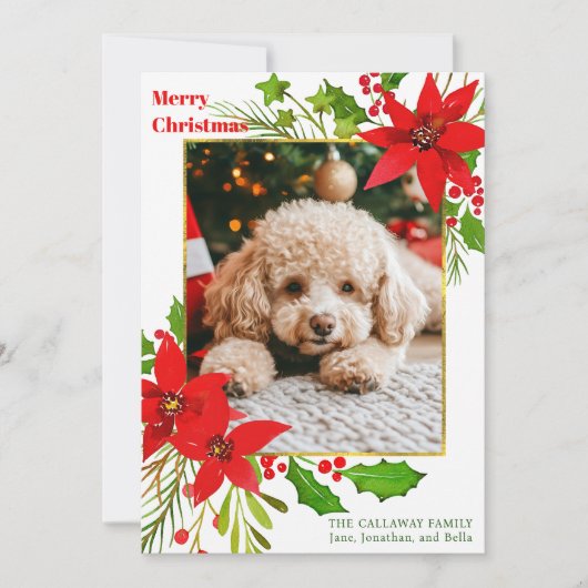 Roter Blütenhund Foto Weihnachten Poinsettia (Vorderseite)