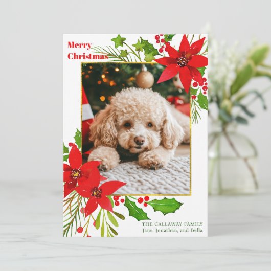 Roter Blütenhund Foto Weihnachten Poinsettia (Stehend Vorderseite)