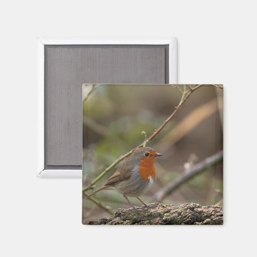 Roter Brustvogel Magnet (Vorderseite/Rückseite)
