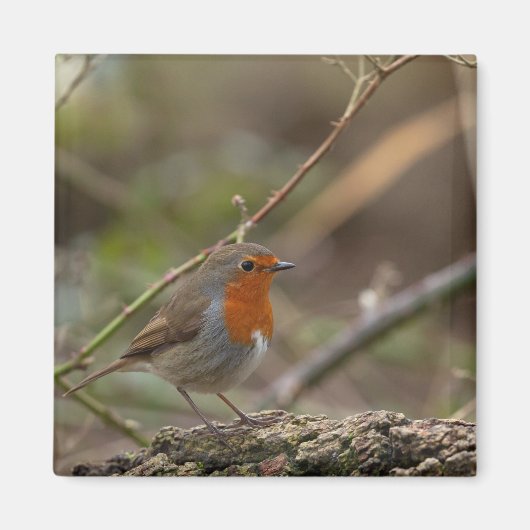 Roter Brustvogel Magnet (Vorne)