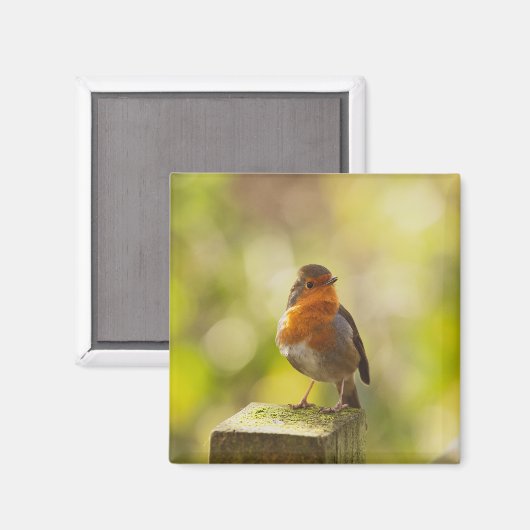 Roter Brustvogel Magnet (Vorderseite/Rückseite)