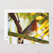 Roter Brustvogel Postkarte (Vorne/Hinten)