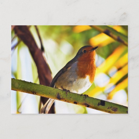 Roter Brustvogel Postkarte (Vorderseite)