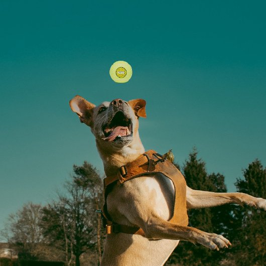 Roter Chile Grün Chile Zia Tennisbälle