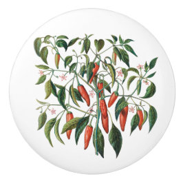 Roter Chili Paprikaschoten Botanischer Rundknochen Keramikknauf