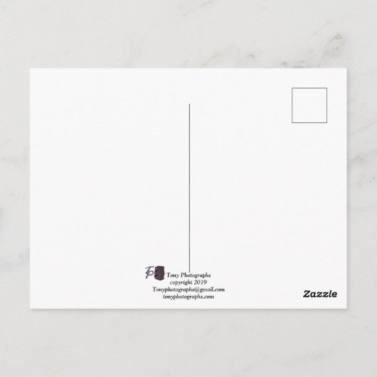 Roter Chili Postkarte (Rückseite)