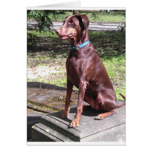 roter Dobermann