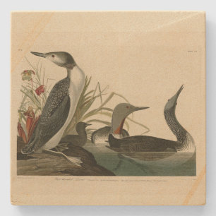 Roter Donnerstag (Loon) Audubon Birds of America Steinuntersetzer