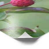 Roter Dragonfly auf dem Dogwood Fruit Nature Fotodruck (Ecke)