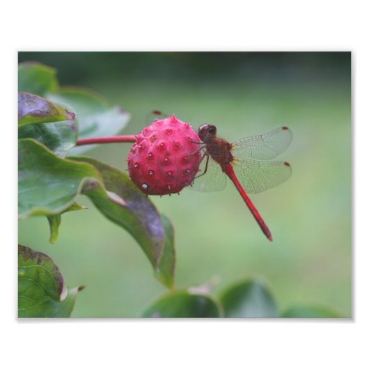 Roter Dragonfly auf dem Dogwood Fruit Nature Fotodruck (Vorne)